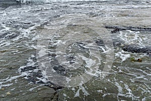 A group of living seashell and barnacles attached to the rock