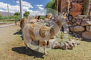 Group of llamas on a farm in Uquia, province of Jujuy, Argentina