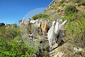 Group of llamas near Huaquis in Nor Yauyos Cocha