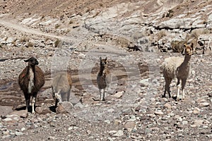 Group of llamas towards the Rainbow Valley Valle Arcoiris, in the Atacama Desert in Chile.