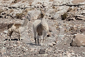 Group of llamas towards the Rainbow Valley Valle Arcoiris, in the Atacama Desert in Chile.