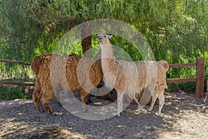 Group of llamas under the shade of a bush in northwest Argentina