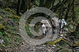 Group of loaded mules with baskets on the back walking by trail in the forest
