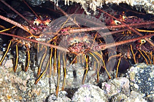 Group of lobsters under ledge