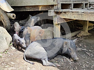 A group of local pigs resting on a family farm in Borneo