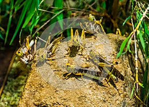 Group of locusts together in macro closeup, popular insect specie