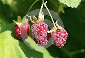Loganberries