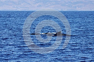 Group of long finned pilot whales, Globicephala melas, Strait of Gibraltar