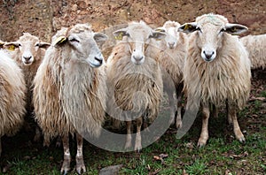 Group of long wool hair sheep waiting with curiosity