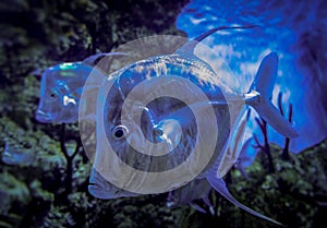 Group of the Lookdown fish known as Selene Vomer - game fish of the family Carangidae. The Lookdown in an fishtank, blue