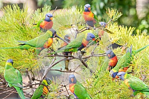 Group of lorikeets in tree.