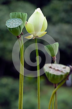 Group of lotus flower and seedpod.