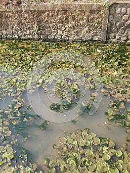 A group of lotus plants that live in rivers with muddy water.