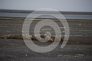 A group of lounging walrus in Arctic