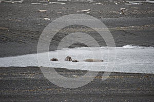 A group of lounging walrus in Arctic