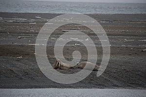 A group of lounging walrus in Arctic