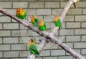 Group of lovebirds close together on a branch, tropical and colorful dwarf parrots from Africa