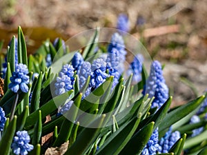 Group of lovely, compact china-blue grape hyacinths Muscari azureum with long, bell-shaped flowers and green leaves flowering in