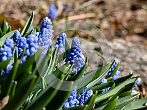 Group of compact blue grape hyacinths (Muscari azureum) with long, bell-shaped flowers and green leaves flowering in