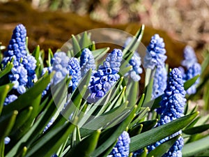 Group of lovely, compact china-blue grape hyacinths (Muscari azureum) with long, bell-shaped flowers