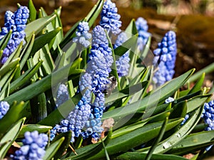 Group of china-blue grape hyacinths (Muscari azureum) with long, bell-shaped flowers and green leaves flowering