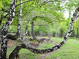 Group of lovely deers and a ram in wilderness