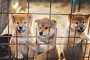 Group of lovely red japanese shiba inu puppies sitting in the aviary and trying to escape.