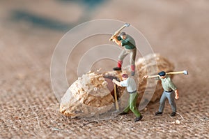 Group of lumbermen trying to open a peanut