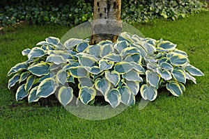 A group of lush flourishing hostas under a rowan tree photo