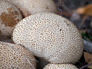 Group of Lycoperdon perlatum - common puffball