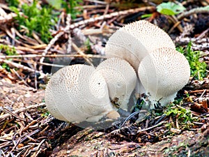 Skupina Lycoperdon pyriform na rozkládajícím se dřevě