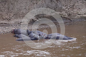 Group of lying hippos in the Mara River