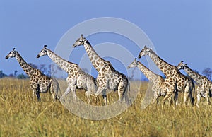 Group of Maasai Giraffes (Giraffa Camelopardalus) on savannah