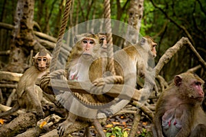 Group of macaque monkeys