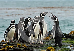 A group of Magellanic penguin gather on a rocky coast of Falkland islands