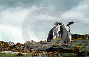 Group of Magellanic penguins on the beach