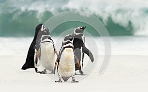 Group of Magellanic penguins on the beach