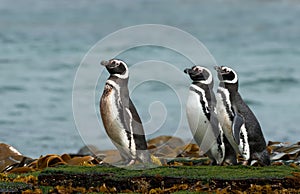 Group of Magellanic penguins on the beach