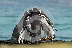 Group of Magellanic penguins gather together on the rocky coast photo