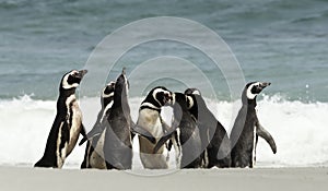 Group of Magellanic Penguins gathered on a sandy beach