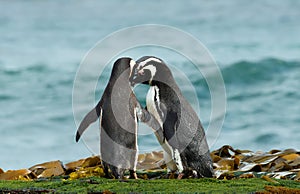 Group of Magellanic Penguins gathered on a sandy beach