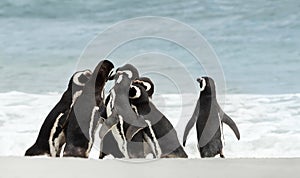 Group of Magellanic Penguins gathered on a sandy beach on a sunny summer day