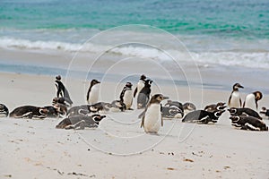 Group of Magellanic penguins laying and standing together on beautiful white beach of New Island, Falkland Islands.