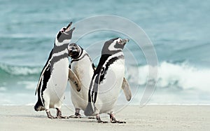 Group of Magellanic penguins on a sandy beach