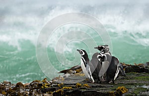 Group of Magellanic penguins standing on a shore and watching stormy ocean