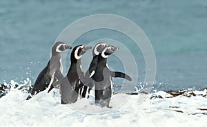 Group of Magellanic penguins in water