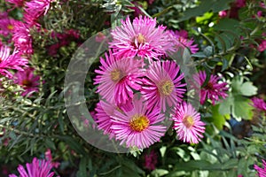 Group of magenta colored flowers of Michaelmas daisies in October