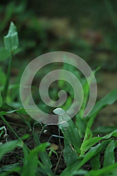 Group of magical glowing white mushrooms on green moss with a blurred forest background. Warm white glowing mushrooms looking as photo