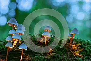 Group of magical glowing white mushrooms on green moss with a blurred forest background. Warm white glowing mushrooms looking as photo