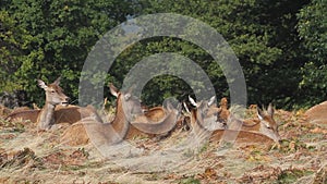 A group of magnificent Red Deer hinds, Cervus elaphus, resting in the grass and enjoying the sunny day.